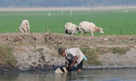 Petani Indonesia. Jasindo menyiapkan aplikasi Sistem Informasi Asuransi Pertanian (SIAP) khusus asuransi pertanian.