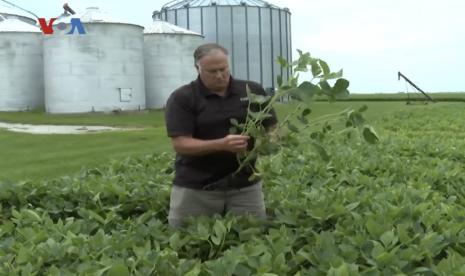 Petani jagung di Amerika Serikat optimistis raub laba di tengah perubahan iklim dan perang Ukraina.