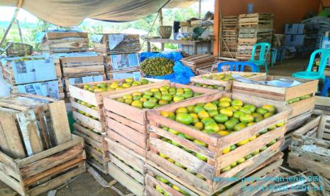 Petani jeruk keprok Bengkulu panen raya.