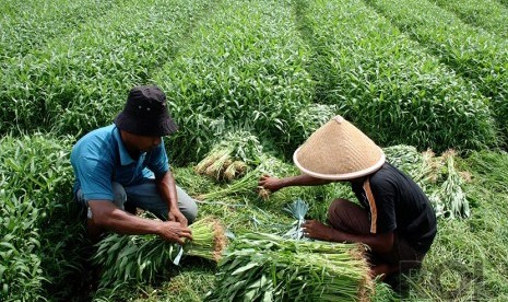 Petani Kangkung