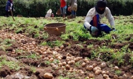 Petani kentang di Pegunungan Dieng.