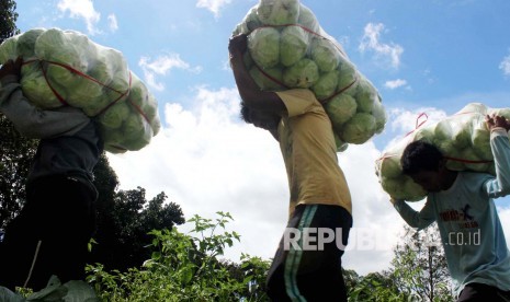 Petani kol memanggul hasil panennya, di Desa Cimenyan, Kecamatan Cimenyan, Kabupaten Bandung, Ahad (15/5). Menteri Pertanian, Andi Amran Sulaiman memastikan stok pangan termasuk hasil pertanian menjelang Ramadhan dipastikan aman. (Foto: Dede Lukman Hakim)