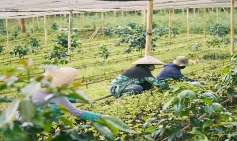 Petani kopi di Desa Devisa Kopi di Subang.Program Desa Devisa Lembaga Pembiayaan Ekspor Indonesia (LPEI) atau Indonesia Eximbank kembali mencatatkan kesuksesan. Desa Devisa Kopi Subang melalui Koperasi Produsen Gunung Luhur Berkah sukses melepas ekspor komoditas unggulan kopi robusta dengan volume 19,2 ton ke Mesir.