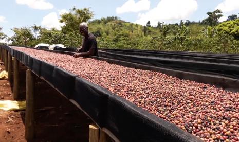 Petani kopi di Uganda