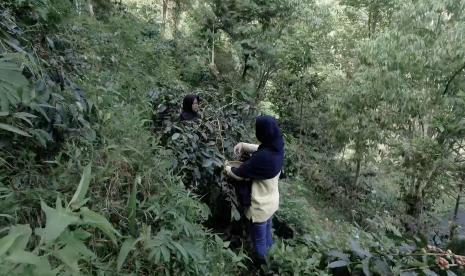 Petani kopi Puntang Wangi, Jawa Barat