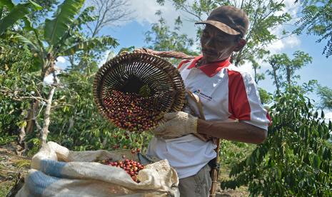 Petani menuang biji kopi merah ke karung di Desa Sukamaju, Tegal Rejo, Ulubelu, Tanggamus, Lampung, Rabu (30/7). Harga biji kopi robusta tingkat petani di Kabupaten Tanggamus, Provinsi Lampung naik dari Rp 25 ribu per kilogram menjadi Rp 35 ribu per kg.