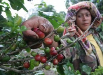 Petani Kopi Temanggung