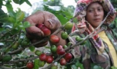 Petani Kopi.