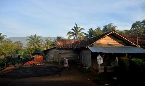 Petani kopi Ulubelu tengah melakukan penjemuran biji kopi di depan rumah.