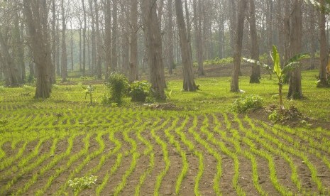 Petani Lebak Diminta Tingkatkan Produksi Padi Gogo. (ilustrasi)