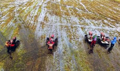 Petani Lebak, Banten. Sejumlah petani di Kabupaten Lebak, Banten, mengeluhkan kelangkaan pupuk bersubsidi sehingga biaya sarana prasarana produksi terjadi kenaikan karena menggunakan pupuk non-subsidi.