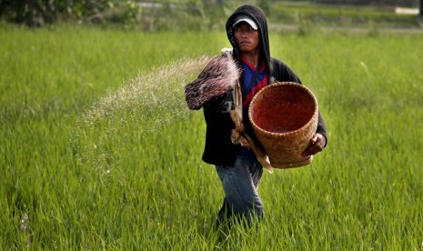 Petani manabur pupuk urea di areal sawah di Kampung Kesawon, Sukawana, Kaligandu, Serang, Banten.