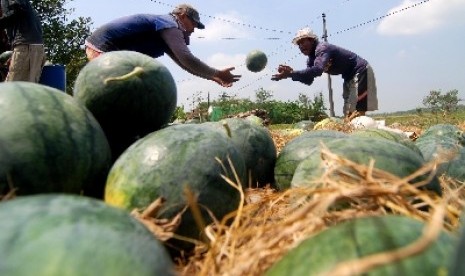 Petani melakukan panen raya semangka.