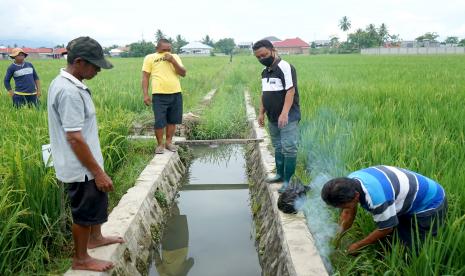 Petani melakukan pengendalian hama dengan metode pengomposan ke lubang tikus.