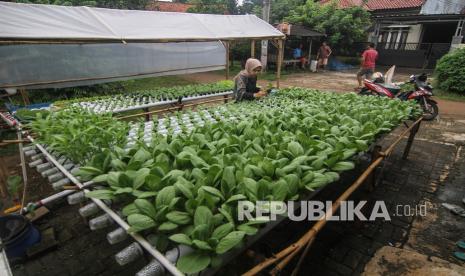 Petani melakukan perawat sayuran pakcoy dengan sistem hidroponik di halaman rumahnya di Bojongsari, Depok, Jawa Barat. Kepala Badan Penelitian dan Pengembangan Pertanian (Balitbangtan) Kementerian Pertanian Fadjry Djufry menghadiri 1st Meeting of International Scientific Advisory Board for Strategy MeaDRI di Hotel Tokyo Prince, Jepang pada Selasa (25/10).