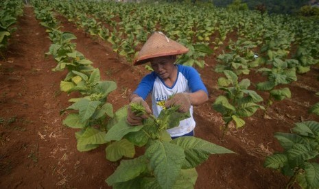 Petani melakukan perawatan daun tembakau di Desa Cikeuyeup Hilir, Kabupaten Sumedang, Jawa Barat, Kamis (20/6/2019). 