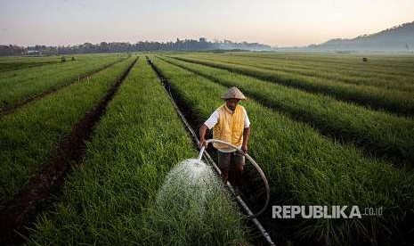 Petani melakukan perawatan tanaman bawang merah di kawasan Kretek, Bantul, DI Yogyakarta, Ahad (26/8). Kementerian Pertanian mencatat ekspor produk dan komoditas pertanian ke Cina untuk periode 2014-2018 meningkat signifikan mencapai 33,63 persen.