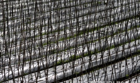  Petani melakukan perawatan tanaman di perkebunan rakyat, Sembalun, Lombok. 