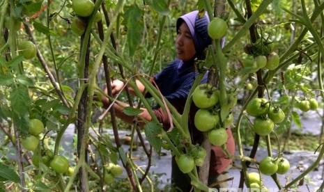 Petani melakukan perawatan tanaman di perkebunan rakyat, Sembalun, Lombok.