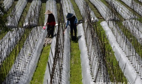 Petani melakukan perawatan tanaman di perkebunan rakyat, Sembalun, Lombok.