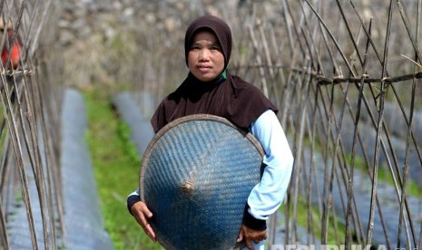 Petani melakukan perawatan tanaman di perkebunan rakyat, Sembalun, Lombok.