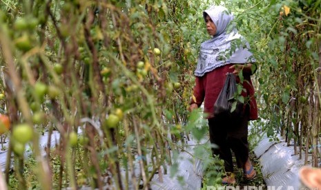 Petani melakukan perawatan tanaman di perkebunan rakyat, Sembalun, Lombok.