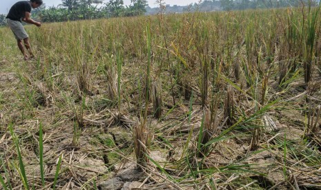 Petani melihat padi gagal panen akibat kekeringan di Desa Ketapang, Lebak, Banten, Kamis (27/6/2019).