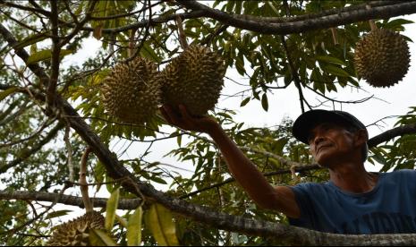 Petani melihat perkembangan buah durian di Desa Suluk, Dolopo, Kabupaten Madiun, Jawa Timur, Sabtu (4/12/2021). Desa Suluk yang berada di lereng Gunung Wilis dikenal sebagai sentra kebun durian dan menjadi tujuan wisata terutama saat musim panen antara Januari hingga Maret. 