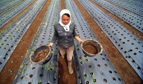 Petani melintas di lahan pertanian tumpang sari yang ditanami bibit cabai dan sayuran selada di Pakis, Kabupaten Magelang, Jawa Tengah, Jumat (22/4).