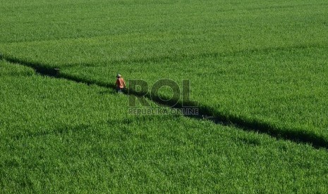 Petani melintasi sawahnya yang berada di Palimanan, Kabupaten Cirebon, Jawa Barat, Jumat (26/6).