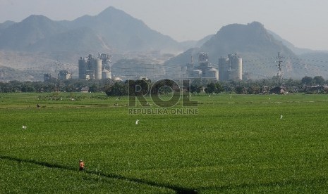 Petani melintasi sawahnya yang berada di Palimanan, Kabupaten Cirebon, Jawa Barat, Jumat (26/6).