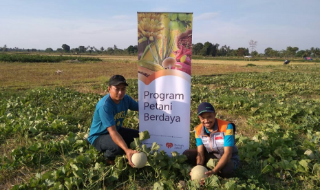 Petani melon binaan Program Petani Berdaya Rumah Zakat memanen 1.000 melon.