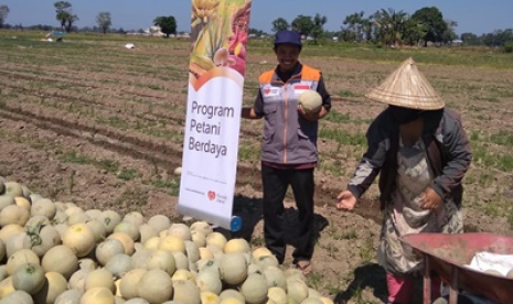 Petani melon Desa Berdaya Rumah Zakat panen besar.