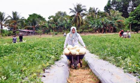 Pertanian di Kalimantan Utara. Peningkatan kinerja perekonomian Kalimantan Utara pada kuartal II 2021 didorong oleh akselerasi kinerja seluruh lapangan usaha utama, yakni pertambangan, perdagangan dan konstruksi. Dari sisi pengeluaran, peningkatan ekonomi provinsi ini di Kuartal II 2021 terutama disebabkan oleh baiknya kinerja ekspor, PMTB (Pembentukan Modal Tetap Bruto) dan konsumsi rumah tangga. 