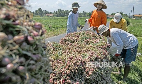 Petani memanen bawang merah di area persawahan Kretek, Bantul, DI Yogyakarta, Kamis (3/5). 