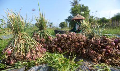 Petani bawang (ilustrasi)