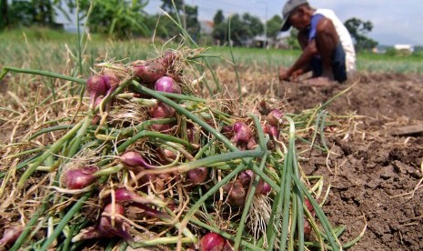 Petani memanen bawang merah