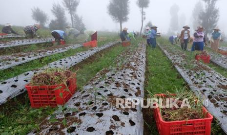 Petani memanen bawang merah saat panen raya di kawasan food estate lereng Gunung Sindoro Desa Bansari, Temanggung, Jawa Tengah, Kamis (20/1/2022). Program food estate atau lumbung pangan oleh kementerian pertanian diharapkan mampu meningkatkan produktivitas pertanian hortikultura guna mendukung ketahanan pangan nasional sekaligus meningkatkan kesejahteraan petani. 