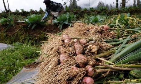 Petani memanen bawang putih varietas Lumbu Kuning di perladangan kawasan lereng gunung Sindoro Desa Canggal, Candiroto, Temanggung, Jawa Tengah, Senin (18/3/2019). 