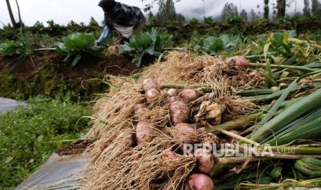 Petani memanen bawang putih varietas Lumbu Kuning di perladangan kawasan lereng gunung Sindoro Desa Canggal, Candiroto, Temanggung, Jawa Tengah, Senin (18/3).