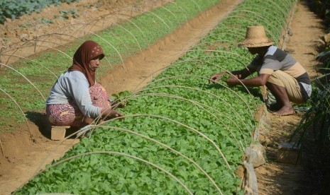 Petani memanen bibit tembakau siap tanam di Desa Penaguan, Pamekasan, Jawa Timur, Senin (24/6/2019).