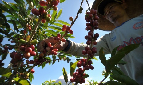 Petani memanen biji kopi robusta di Bengkolan Dua, Gunung Tujuh, Kerinci, Jambi. Salah satu komoditas pertanian Indonesia. 