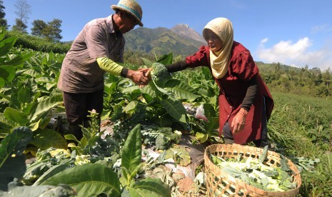 Petani memanen brokoli yang ditanam dengan metode tumpang sari di Lencoh, Selo, Boyolali, Jawa Tengah, Kamis (13/6/2019). 