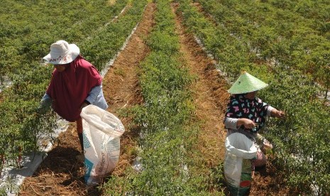 Petani memanen buah cabai di Pelompek, Gunung Tujuh, Kerinci, Jambi. Di lokasi berbeda, kelompok Tani Makmur di Desa Bukit Merau Murau, Kecamatan Singkut, Kabupaten Sarolangun, Jambi, melakukan panen cabai merah keriting.