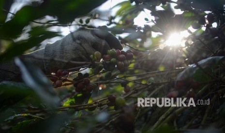 Petani memanen buah kopi arabika saat panen raya di Desa Cipada, Cikalong Wetan, Kabupaten Bandung Barat, Jawa Barat, Jumat (18/5). 