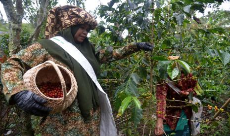 Petani memanen buah kopi di Dataran Tinggi Gayo, Desa Paya Tumpi Baru, Kabupaten Aceh Tengah, Aceh, Ahad (18/9/2022). Kementerian Perdagangan melalui Indonesia Trade Promotion Center (ITPC) Vancouver bersama Atase Perdagangan Ottawa mengenakan komoditas kopi spesial dalam pameran Salon International de l'Alimentation (SIAL) Canada 2023 di Enercare Center, Toronto, Kanada pada 9-11 Mei 2023.