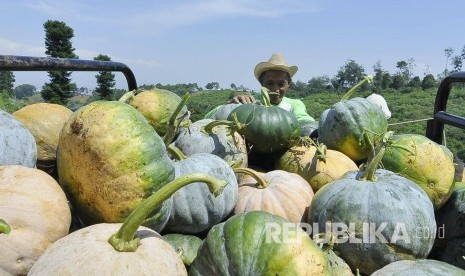 Petani memanen buah labu di Cimenyan, Kabupaten Bandung, Ahad (31/7). (Mahmud Muhyidin)