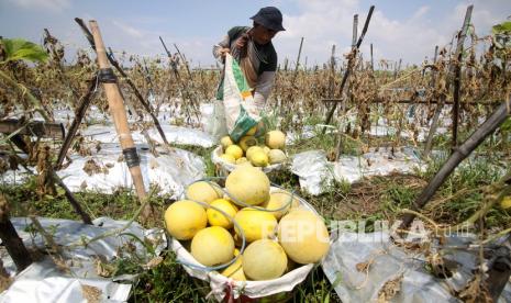 Petani memanen buah melon di areal persawahan Pemerintah Kota Madiun, Jawa Timur, mendorong petani setempat untuk berinovasi menanam komoditas hortikultura.