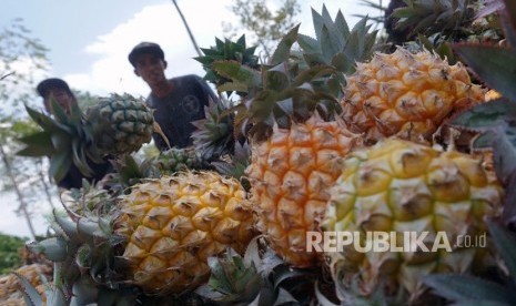 Petani memanen buah nanas di sentra pertanian nanas. (ilustrasi)