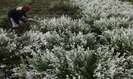 Petani memanen bunga peacock di kawasan Bumiaji, Batu, Jawa Timur. PHRI Kota Batu memperkuat penerapan protokol kesehatan saat libur lebaran.